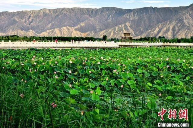 白银昔日无人问津、杂草丛生黄河滩涂变迷人湿地公园 成康养圣地