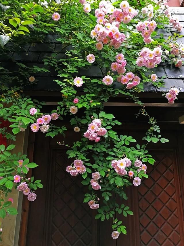  『图片作者』羡慕 | 有个这样的小院子，过我们的小日子。