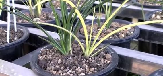  「种植」桐柏这个村家家种植兰花，花比人还多