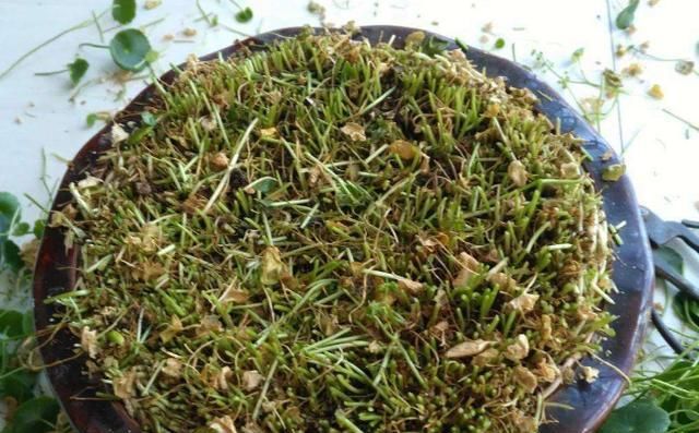  「寓意」寓意好的铜钱草开花后怎么办?就这几点会让“它”叶片油绿爆盆!