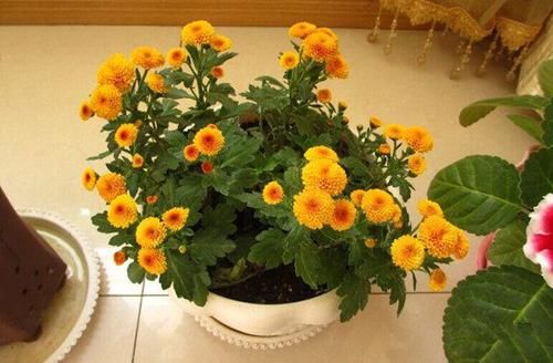  「有花赏」别再养绿萝吊兰了，此盆栽花漂亮又好养，家里种一棵，四季有花赏