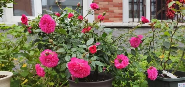  『丰花性好』狼家自育的表现到底如何，戳进来看看花友们的大实话