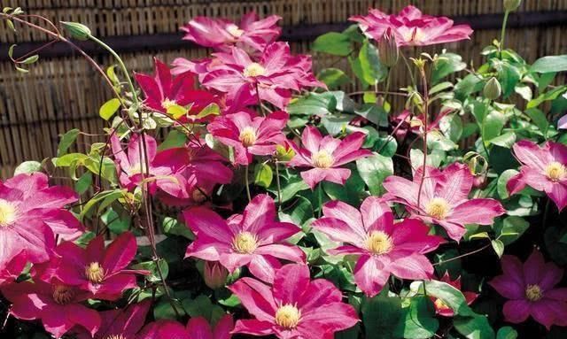  「大花」1种“大花”，又大又艳，南北都能种，阳台养一盆，蹭蹭爬满屋