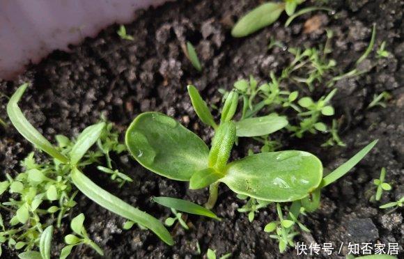  【便宜】买的满天星，长出“空心菜”，春天买花要留神，骗子实在是多