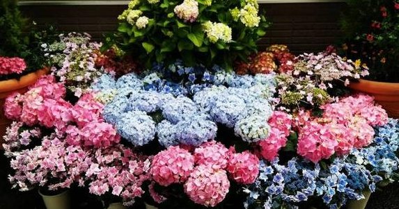  『养花』老花匠在阳台养花，仅用一勺糖，让阳台花海一片，太羡慕了！