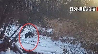  「保护动物」大兴安岭地区拍摄到国家一级保护动物貂熊活动影像