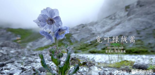 这部纪录片央视发力了,每一帧都可以当壁纸,BBC也无法超越