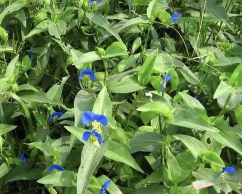  『值钱』此种“野草”不多见，被称为“鸭跖草”，珍贵、值钱，请勿忽视！