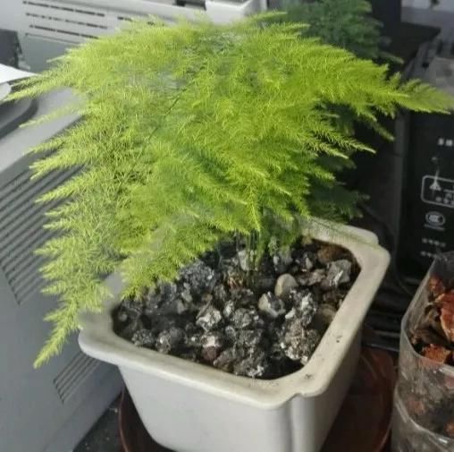  [明亮的位置]嫌花长得丑，趁现在砍头，2个月脱胎换骨！