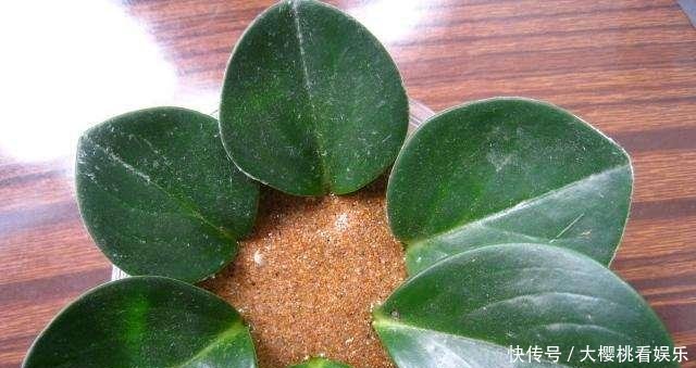  「豆瓣绿」这些盆栽，别花钱买，剪个叶子，沾土就生根，一年爆出十几盆