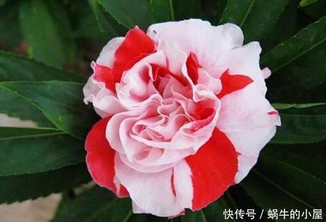『常春藤』春季逛花市,邻居只买4种花,好养如绿萝,简单易成活