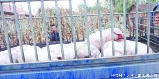 不是养猪行业越来越不赚钱，而是三条蛀虫越来越不知足