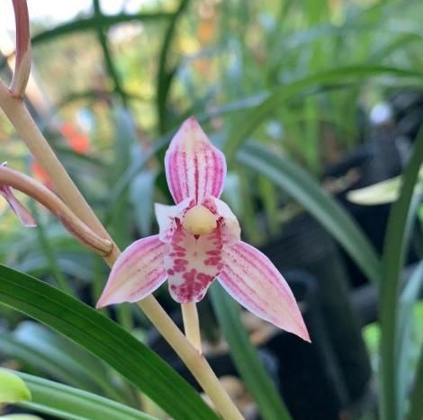 『新芽』家庭养兰花,盆里加“1种小东西”,不烂根,芦头壮,新芽多