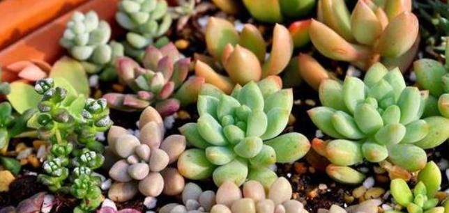  「植物」养多肉植物盆里掺点它，小多肉蹭蹭长不停，盆都撑破了！