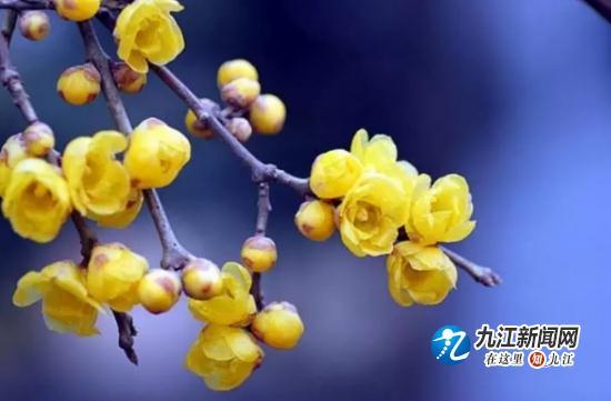 知否？知否？山水武宁梅花绽放，暗香浮动惹人醉