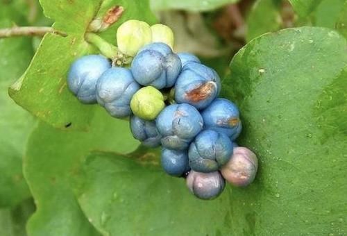 「杂草」小溪边,有1种杂草奇特,结出小果子好看,人称“杠板归”,珍贵