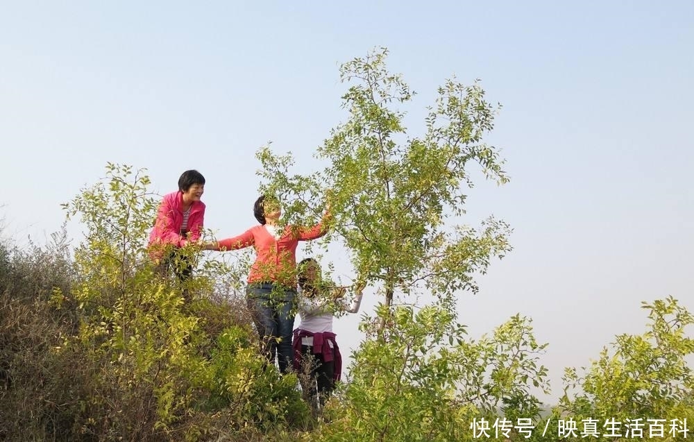 维C含量是苹果100倍，过去常烂地上没人要，如今农民却大量种植