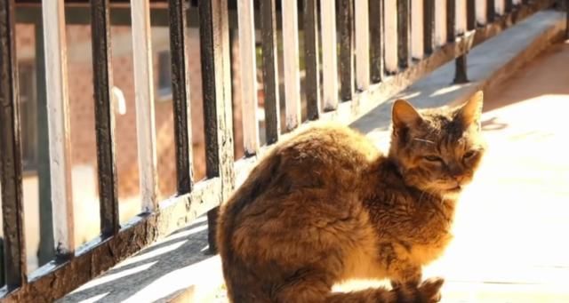 【奶奶】瘦弱老猫流浪多年,因一碗剩饭而“隐居”村庄,每天凌晨叫醒奶奶