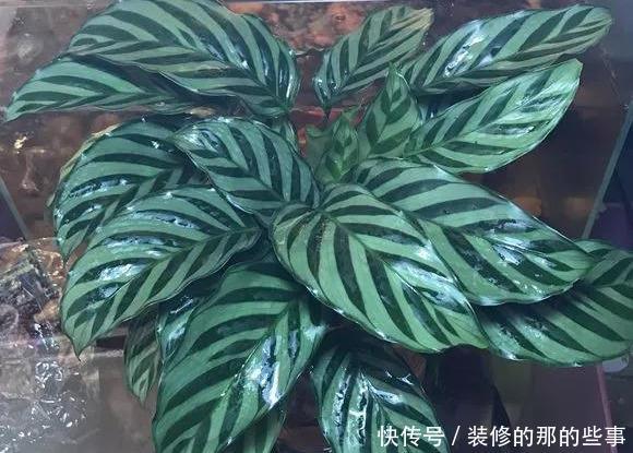 「阳光」这5种叶子花,命贱好养,没阳光也能长好!叶子比花好看