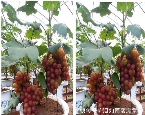  「花叶络石」农村遇到此“瑰宝级”植物，快挖回家摆起来！家人身体越变越棒