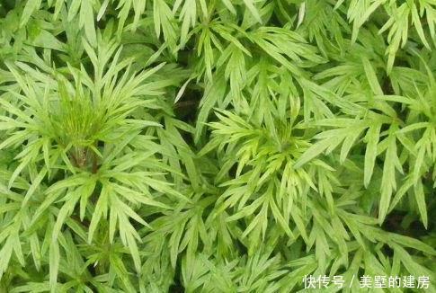  【轻松】这3种花天生就是蚊子的克星！夏天放几盆轻松度夏，一觉到天亮