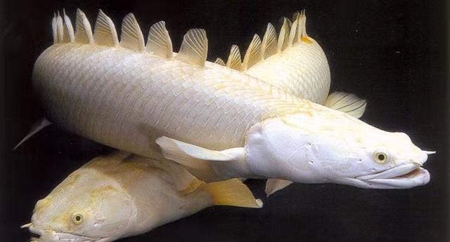 饲养观赏鱼@为什么养鱼经常因某些理论而争执?因为不明白所有偏见都是共识