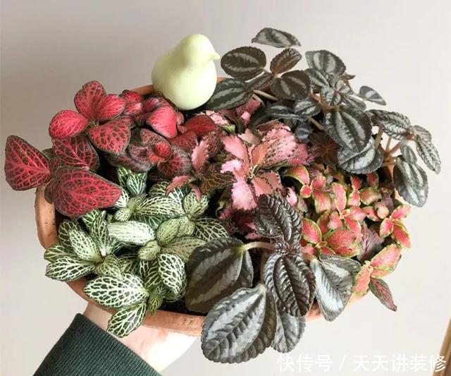  [图片作者]15种超级好养的花，不死鸟居然不是第一，“养花杀手”们试一试吧