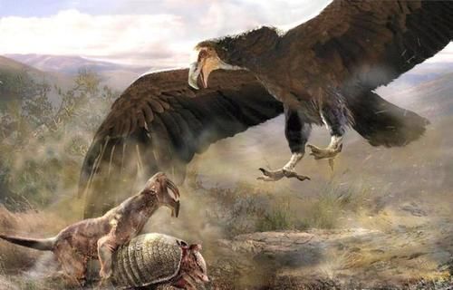  「狮子」翼展达7米，体重70公斤，这种史上最大的猛禽真的以狮子为食？