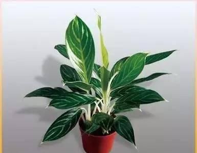  「喜欢」最灿烂的彩色室内观叶植物，没想到那么耐阴