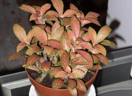  家里■2种“观叶植物”，比绿萝、吊兰都美，往家里放2盆，能观赏！