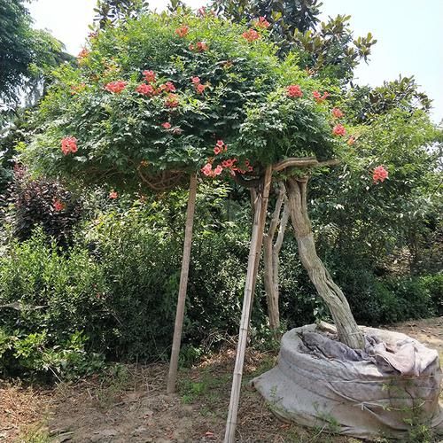  牡丹■6种适合阳台庭院种植的花卉，好养又耐看，让阳台成花海