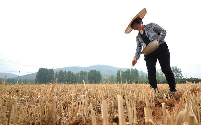 农村俗语“过了夏至节,夫妻各自歇”,你有听过吗夏至有多重要！