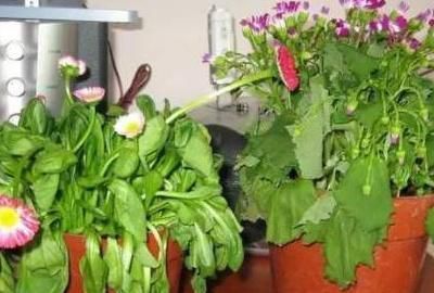  『浇水』植物水浇多了补救措施