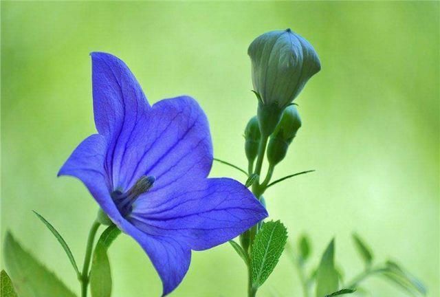  「开新」“花期仅一天，天天开新花”的“蓝星花”可四季常开，永不言败