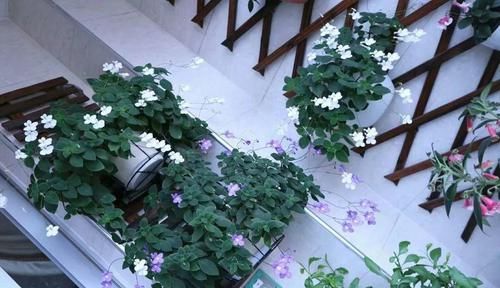  花草：别嫌阳台小，种点花草，感觉真好！