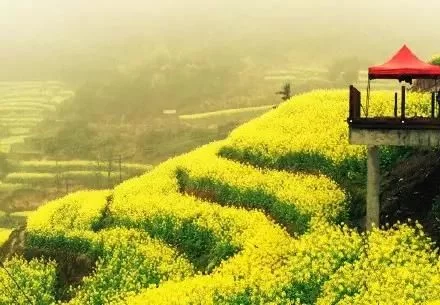 中国最美的油菜花海,油菜花逐渐“染黄”了神州大地