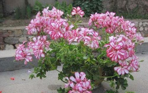  『把它』阳台种花首选“它”，花量大，一开就是花瀑布，新手也能养活