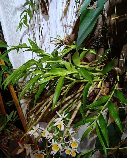  「喷水保湿」晶帽石斛从光秃秃到开花爆盆才用了3个月，养功怎么如此优秀