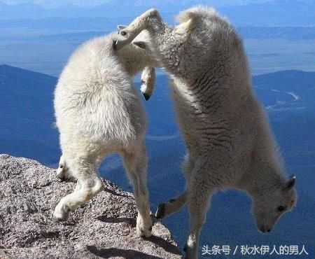 世界最奇特山羊：能飞檐走壁，一生从不下悬崖！
