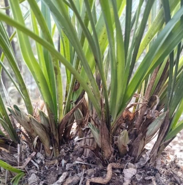  「回家」发现水沟里有“草”，扯了一袋子，回家说是兰花，捡到宝贝了？