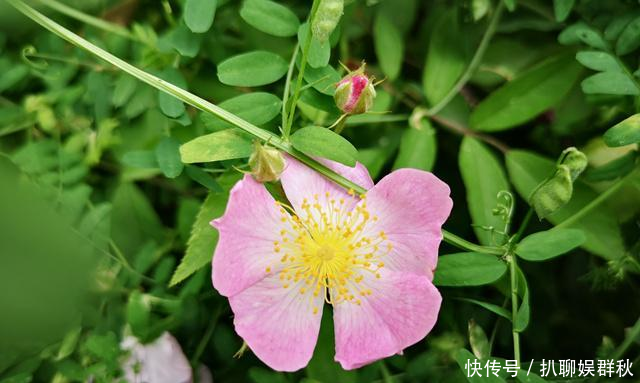 「阵阵」陌上花开蔷薇香,香风阵阵