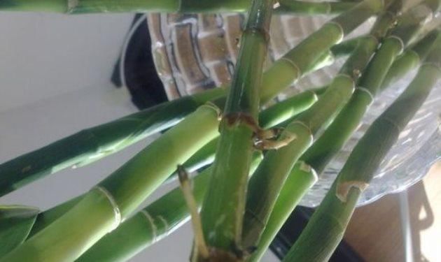 『富贵竹』富贵竹叶子发黄,铁钉真能解决吗?原理又是什么?给你分析分析