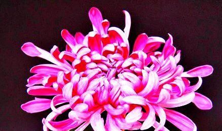  [喜欢]喜欢菊花，那 就养盆“珍稀名菊”陶然醉，似佳人伴舞，优雅美丽