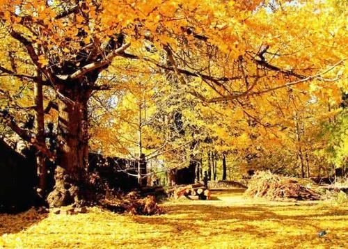 全国最美的深秋之景，景色美到逆天，绝对不要错过