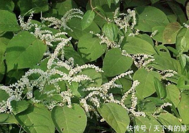  [本虎杖]“1种野草”长在墙上，看到要“铲除掉”，它繁殖快，危害大！