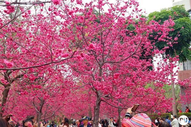 靓！佛山周边1500株樱花已盛开，最美的春天在这里~