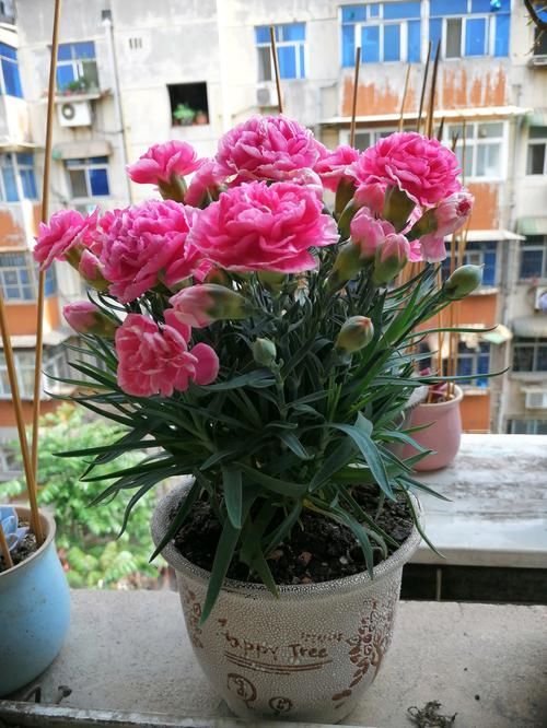  『名流千秋』养花就养此款花，花色鲜艳花期长，好养易打理，轻松养爆盆