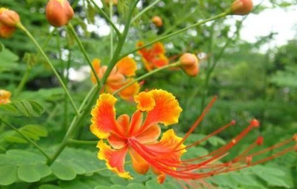  「红艳艳」夏天养“金凤”，动手“剪一剪”，花开如凤凰，盆盆花朵红艳艳