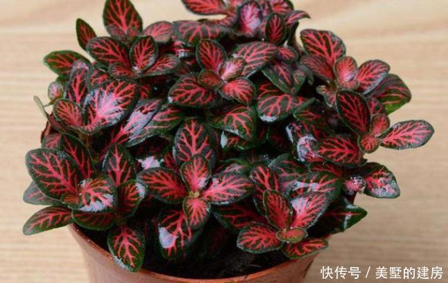 富贵|这4种花可以养出“富贵命”,寓意平平安安,聪明的家长都在养!