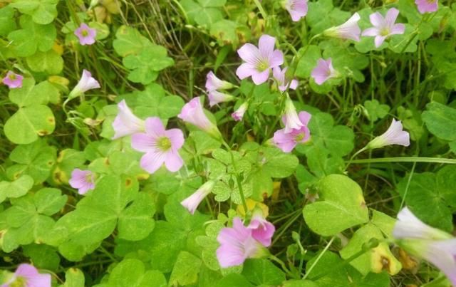  「盆栽」大花酢浆草，一种庭院、盆栽观赏花卉，需要细细欣赏。